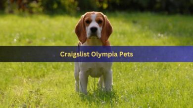 Craigslist Olympia Pets