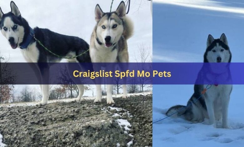 Craigslist Spfd Mo Pets